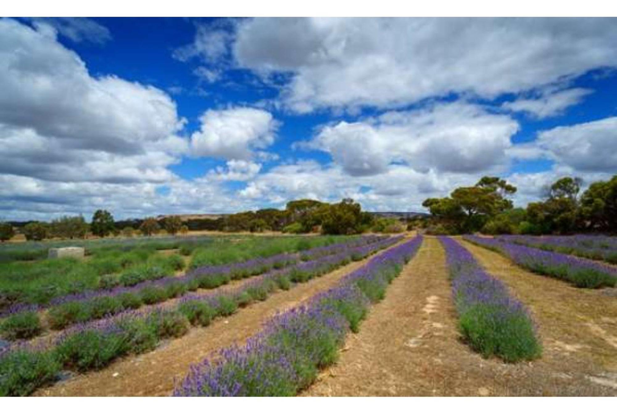 Discovery Parks - Kangaroo Island Flinders Chase Екстериор снимка